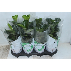 FICUS LYRATA BAMBINO P15 COMPACTO