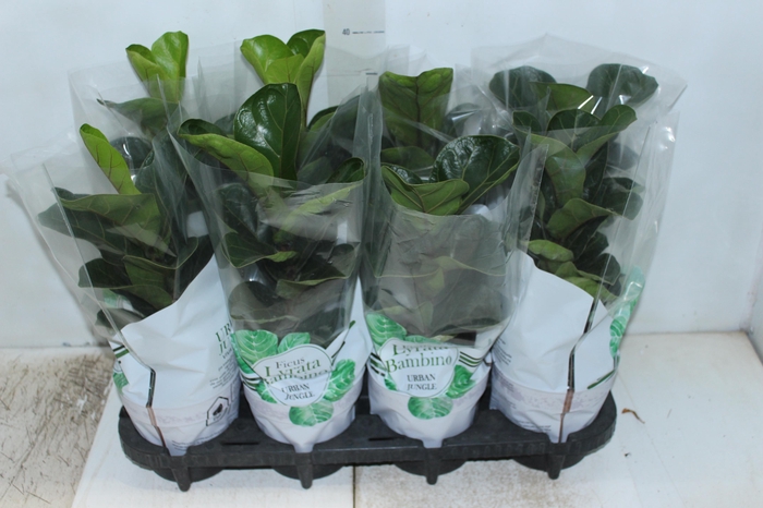 <h4>FICUS LYRATA BAMBINO P15 COMPACTO</h4>