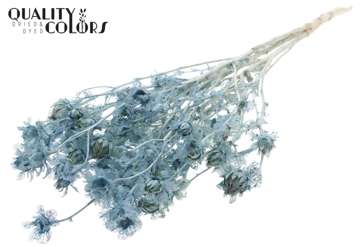<h4>Carthamus per bunch Intense Frosted Light Blue</h4>