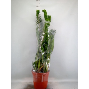 Zamioculcas zamiifolia