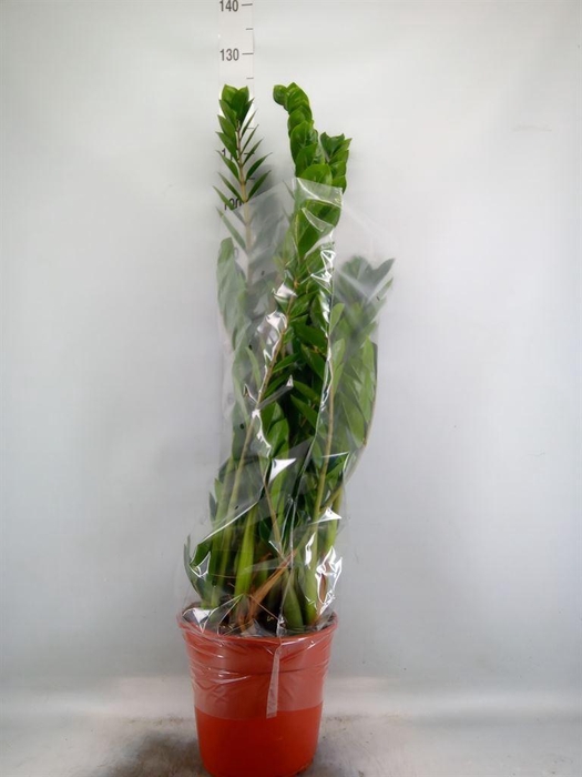 <h4>Zamioculcas zamiifolia</h4>