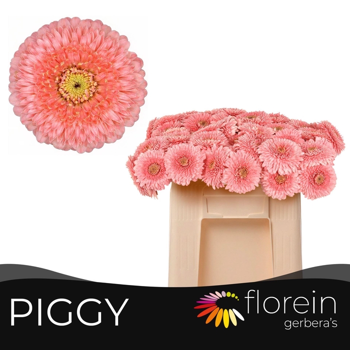 <h4>GERBERA MIB 'POMPONI PIGGY'</h4>