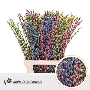 Salix caprea 'Snow Flake' .color H%
