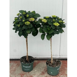 Hydrangea Magical®Flowertree mix23 cm 7+kop