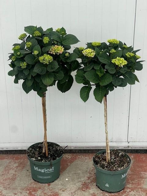 <h4>Hydrangea Magical®Flowertree mix23 cm 7+kop</h4>