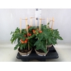 Solanum lycopersicum   ...