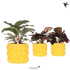 Kolibri Greens Calathea mix in Citrus pot yellow