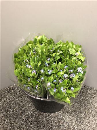 <h4>Myosotis Blue</h4>