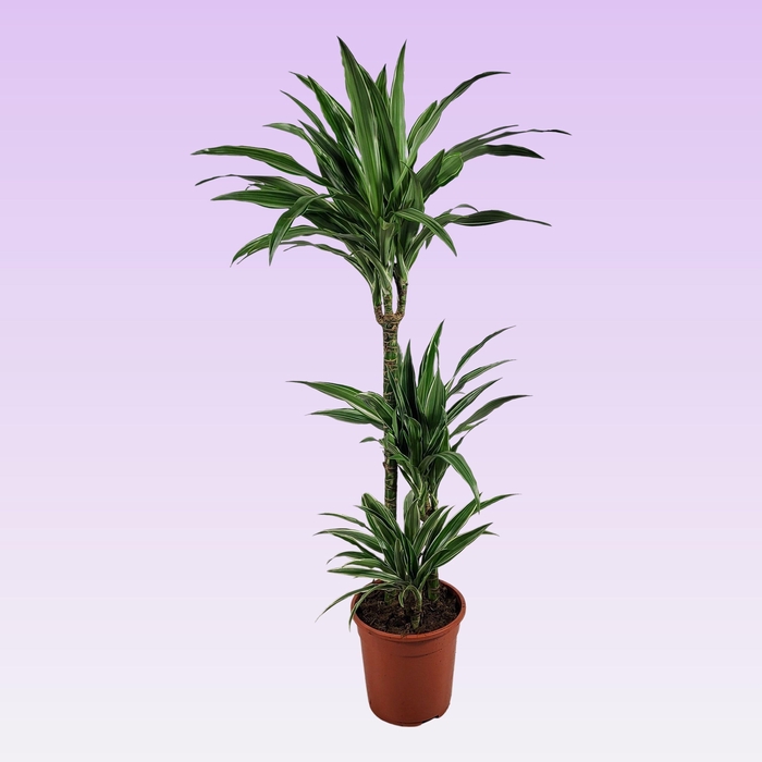 <h4>Dracaena Warneckei 60-30-15 100cm</h4>