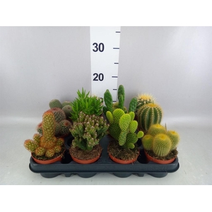Cactus   ...mix