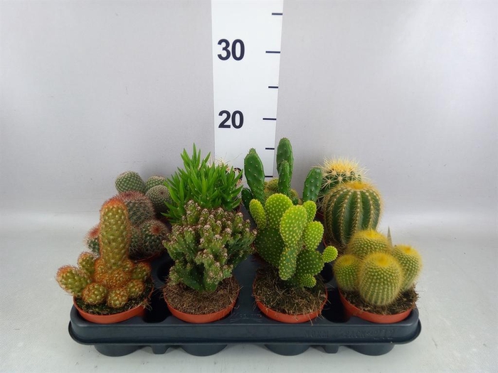 <h4>Cactus   ...mix</h4>