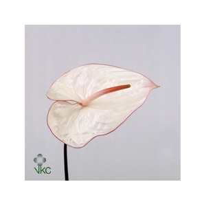 Anthurium Carnaval