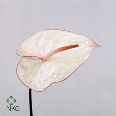 <h4>Anthurium Carnaval</h4>