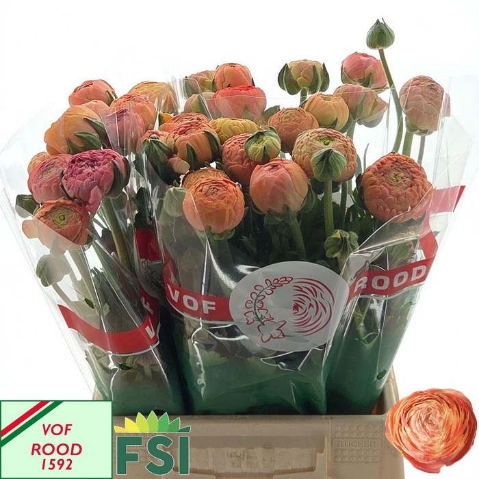 <h4>RAN AAZUR SALMON</h4>