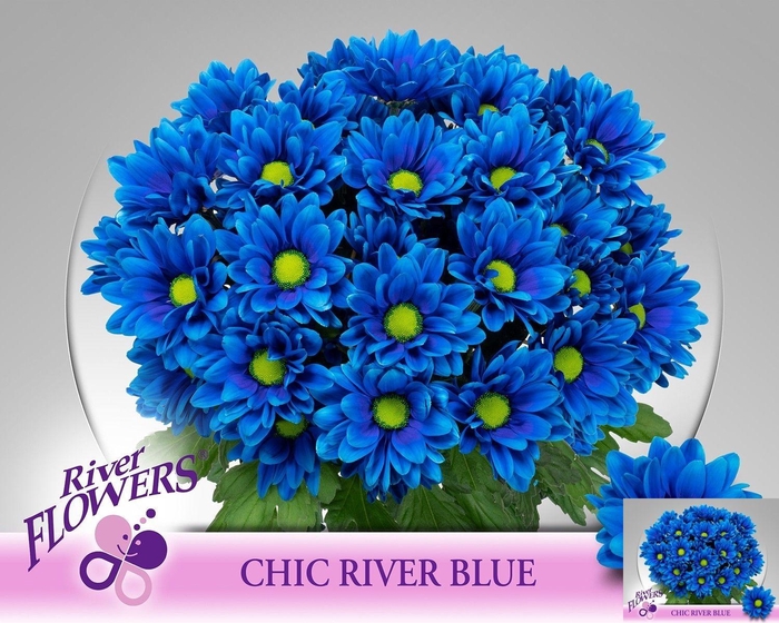 <h4>CHR T CHIC KLB H%</h4>