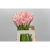 Zantedeschia Eydolls Pink