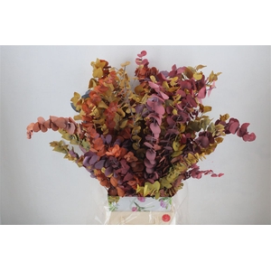 Pres Euca Stuartiana Autumn P Bunch