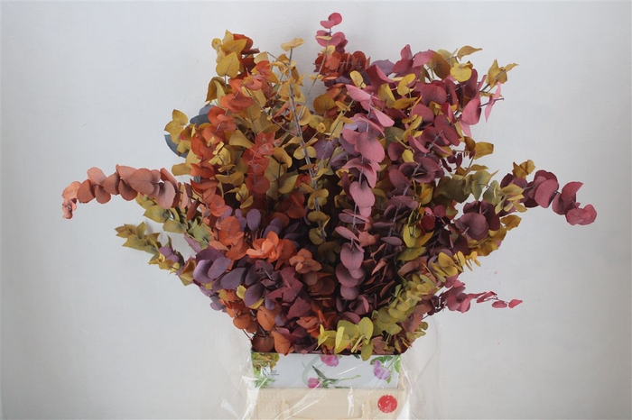<h4>Pres Euca Stuartiana Autumn P Bunch</h4>