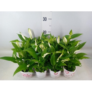 Spathiphyllum  'Pearl Cupido'