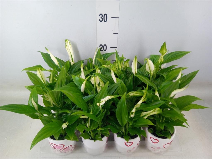 <h4>Spathiphyllum  'Pearl Cupido'</h4>