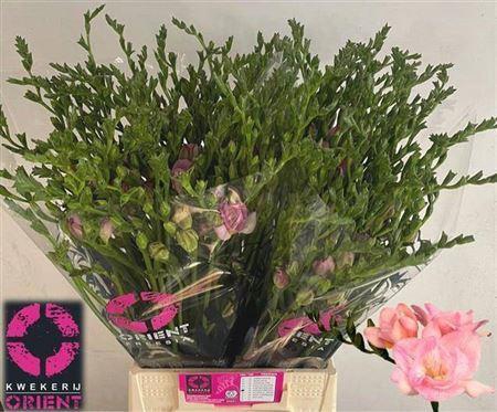 <h4>Fr Du Honeymoon Pink</h4>