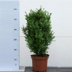 Buxus sempervirens 40-50cm struik