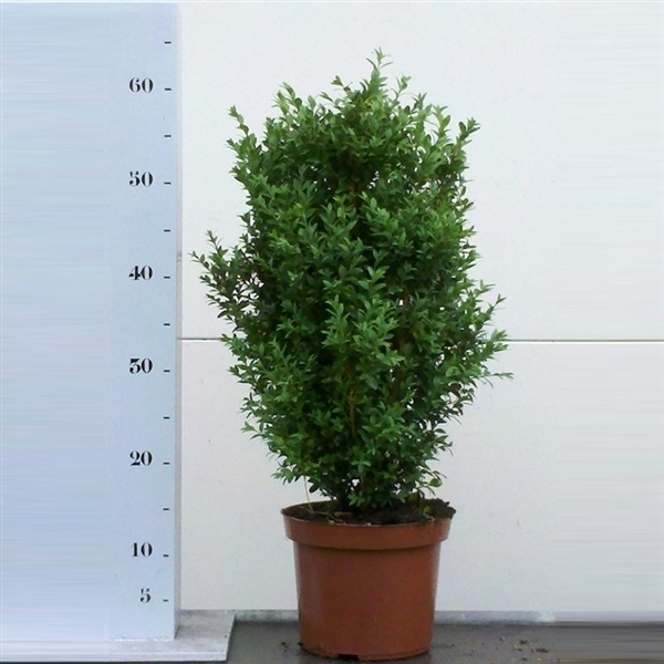 <h4>Buxus sempervirens 40-50cm struik</h4>