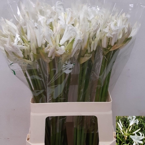 NE BO ADELE
