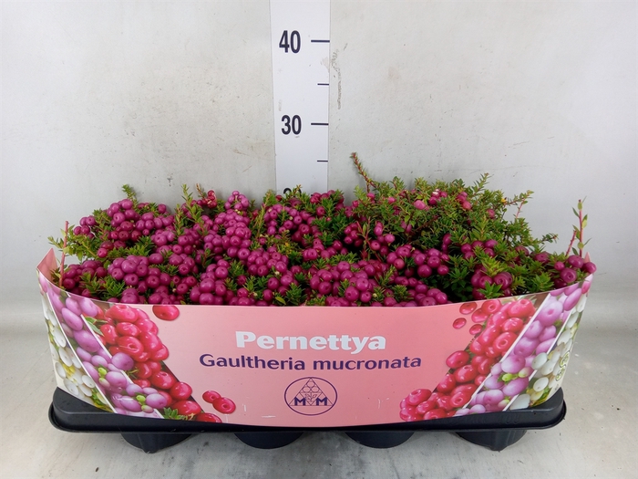 <h4>Gaultheria mucronata</h4>