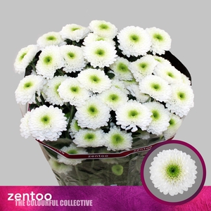 Chrysanthemum Indicum Grp tros Daydream
