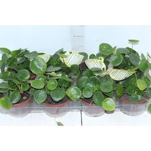PILEA PEPEROMIOIDES C13