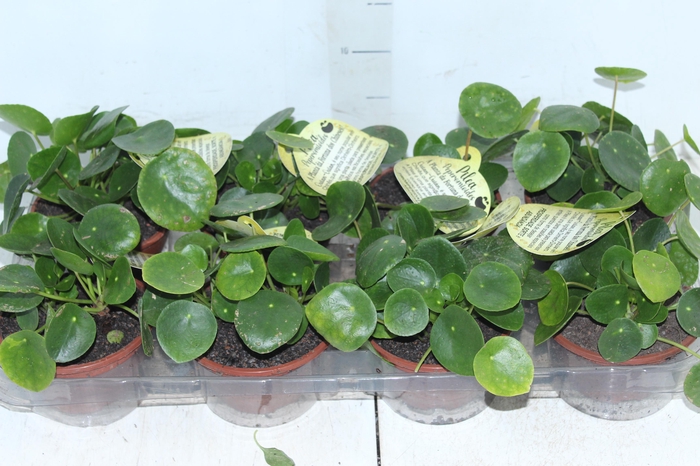 <h4>PILEA PEPEROMIOIDES C13</h4>