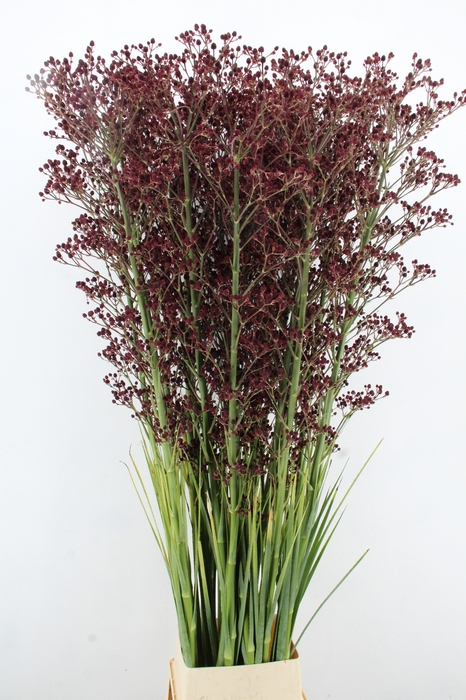 <h4>ERYN PAN MAG R THUND 200CM</h4>