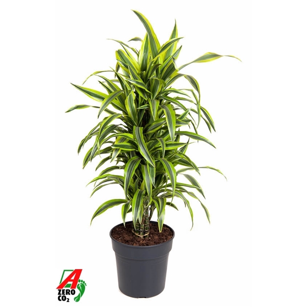 <h4>Dracaena Lemon Lime vertakt P27</h4>