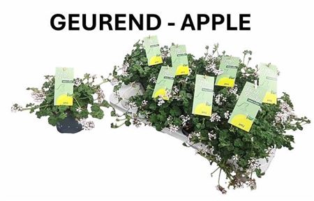 Pel Gem Welriekend