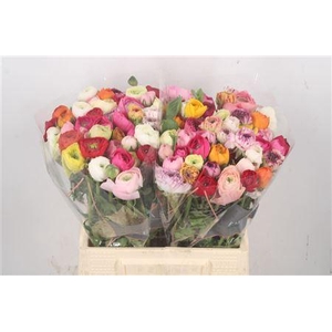 Ran El. Mixed In Bunch Ex