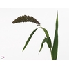Setaria It Max (deko