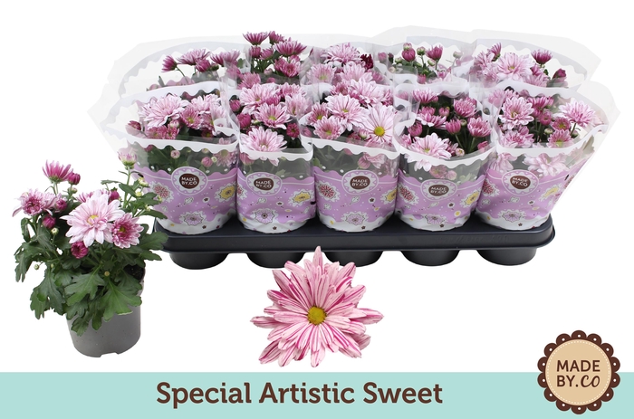 <h4>Chrysant Special Artistic Sweet</h4>