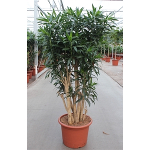 Dracaena reflexa