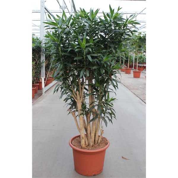 <h4>Dracaena reflexa</h4>