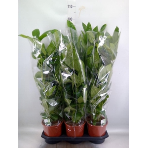 Schefflera actin. 'Amate'