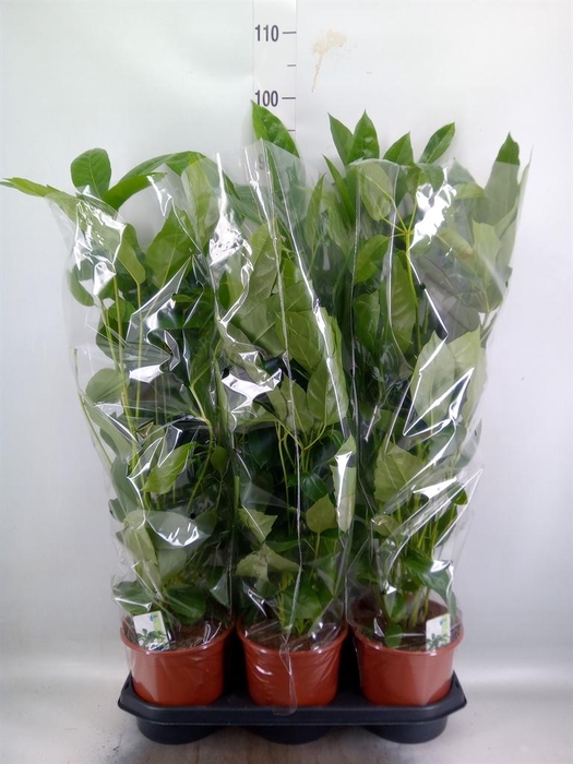 <h4>Schefflera actin. 'Amate'</h4>