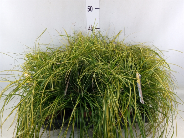 <h4>Carex oshimensis 'Everco Eversheen'</h4>