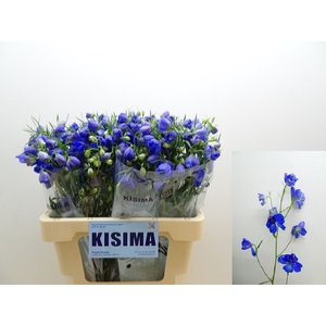 Delph Sunshine Kisima