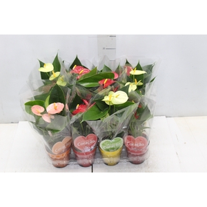 ANTHURIUM VARIADO P09