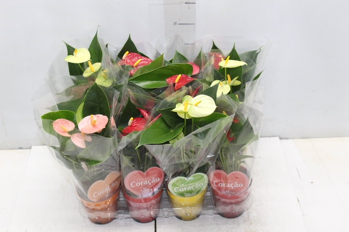 <h4>ANTHURIUM VARIADO P09</h4>