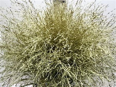 Panicum Warrior Goud