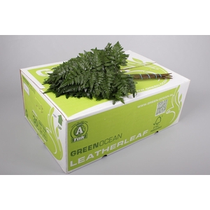 Leatherleaf Medium Green Ocean