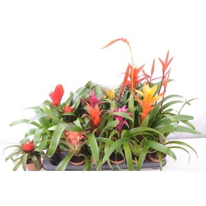 BROMELIA GEM 15 SRT