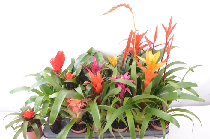 <h4>BROMELIA GEM 15 SRT</h4>